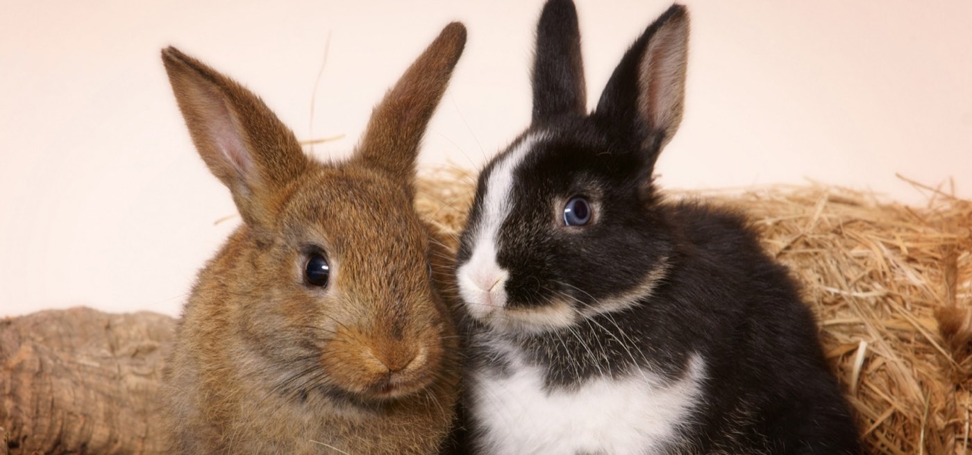 Kaninchen — auch Heimtiere werden in der Praxis behandelt