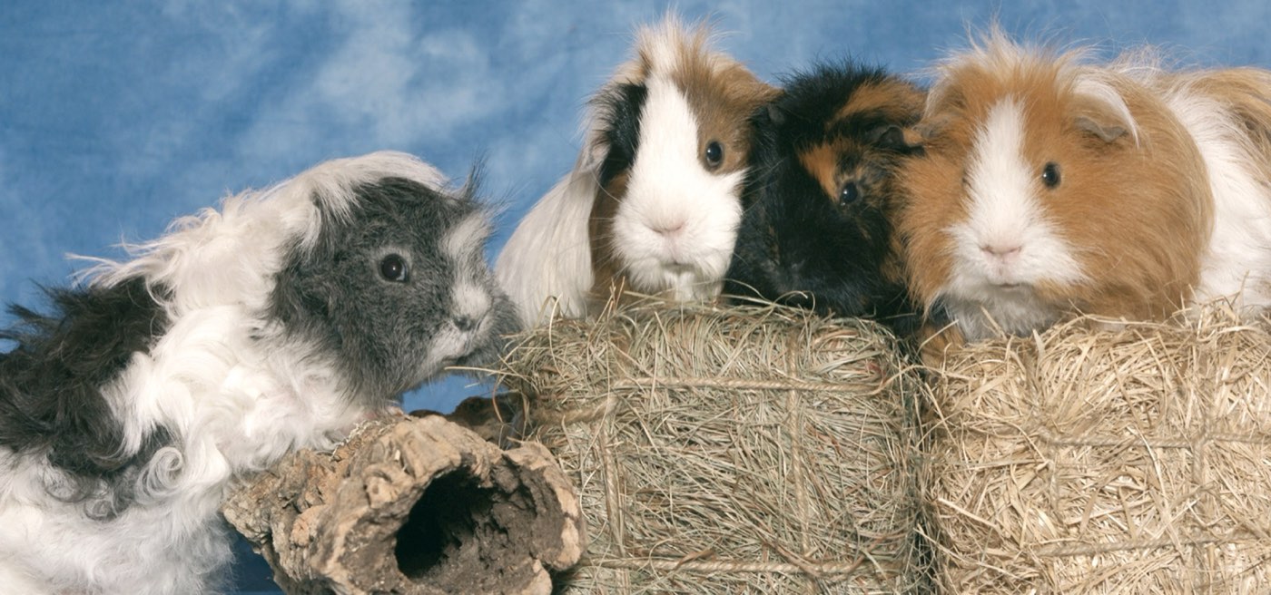 Meerschweinchen als Patient der Kleintierpraxis Dachau